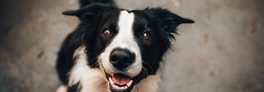 Gestion des émotions chez le chien : La clé oubliée de l'éducation