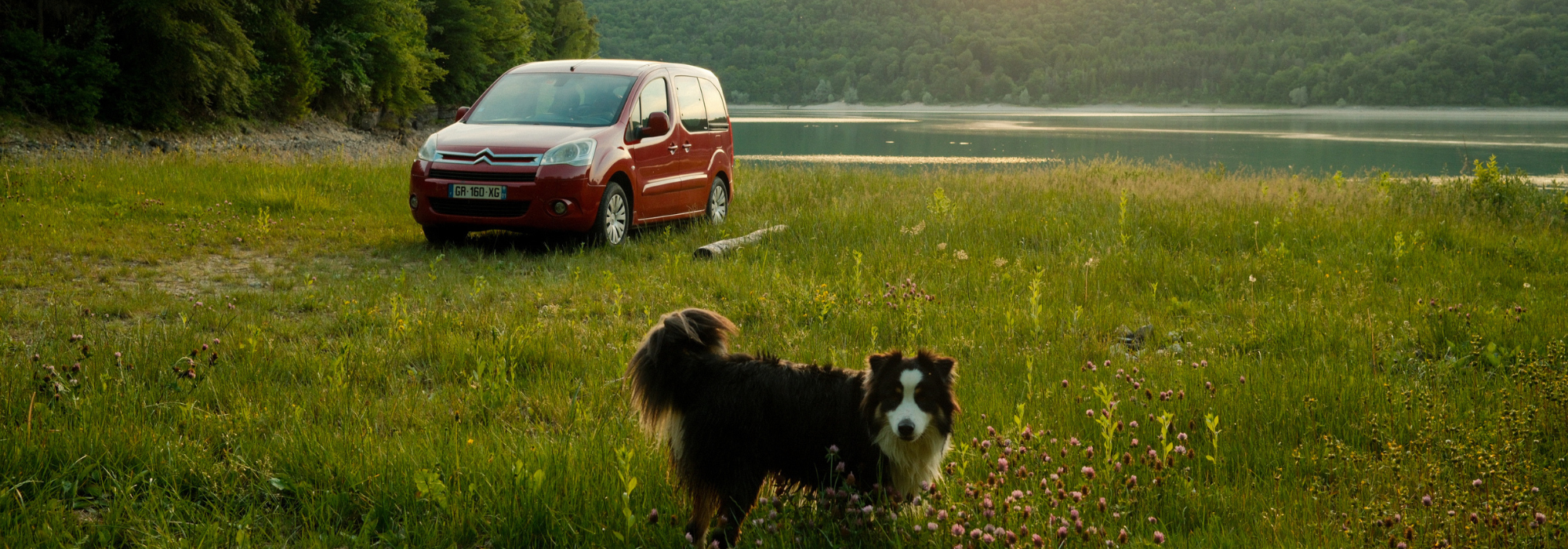 Voyager avec son chien en voiture : le guide complet (van, road-trip & bivouac)