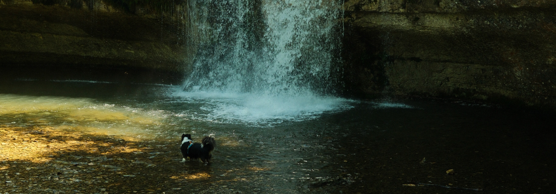 Randonner avec son chien : nos 40 randos testées dans les Alpes, le Jura, la Suisse et l'Italie