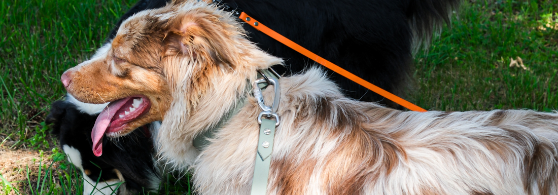 Apprendre le rappel à son chien : la méthode pas à pas