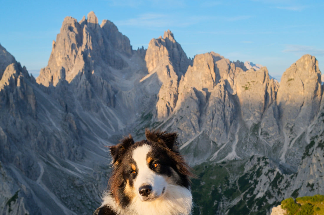 Vacances à la montagne avec son chien : guide complet pour l’été
