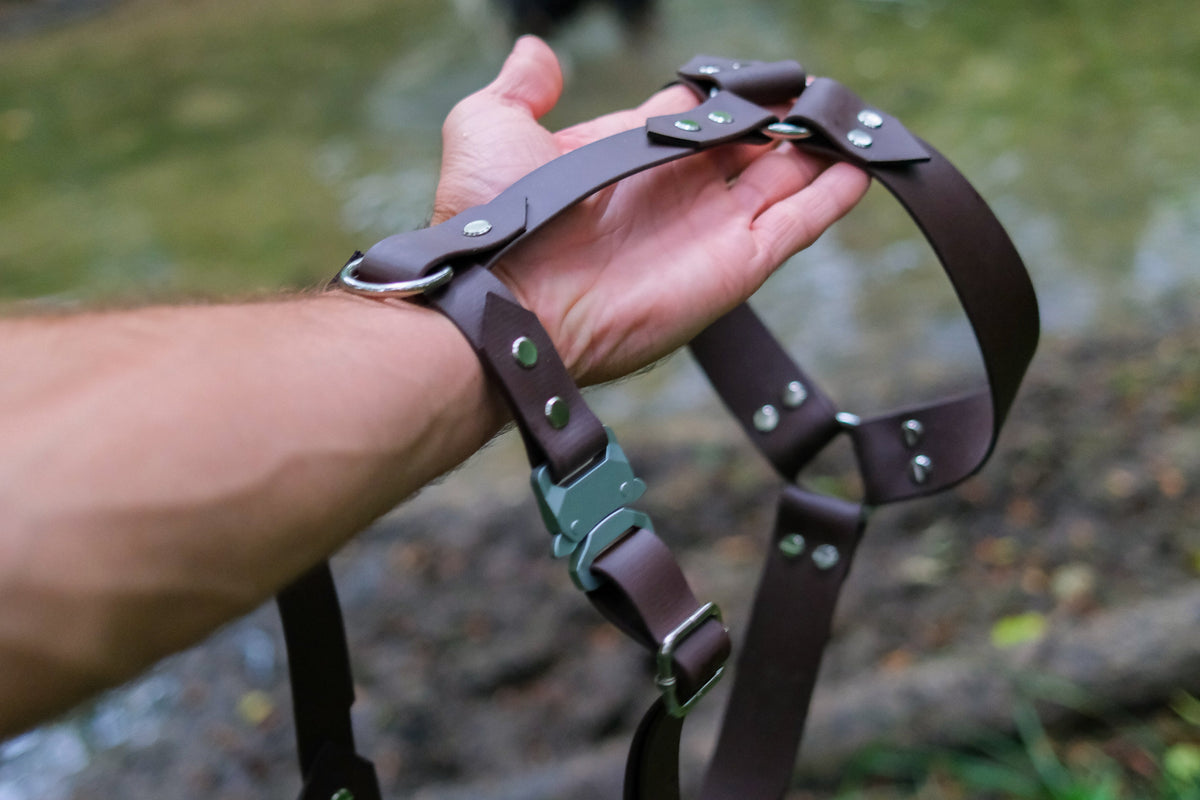Harnais en Y pour chien : le guide complet pour choisir le meilleur équipement