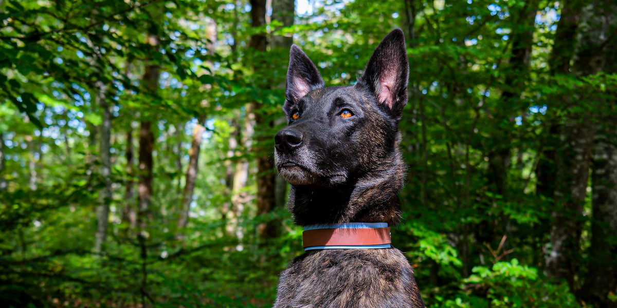 Cadeau pour chien : collier bicolore orange et bleu porté par un berger hollandais en forêt