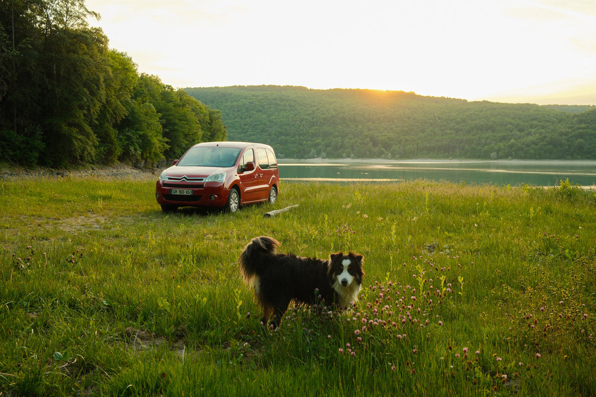 Voyager avec son chien en voiture : le guide complet (van, road-trip & bivouac)