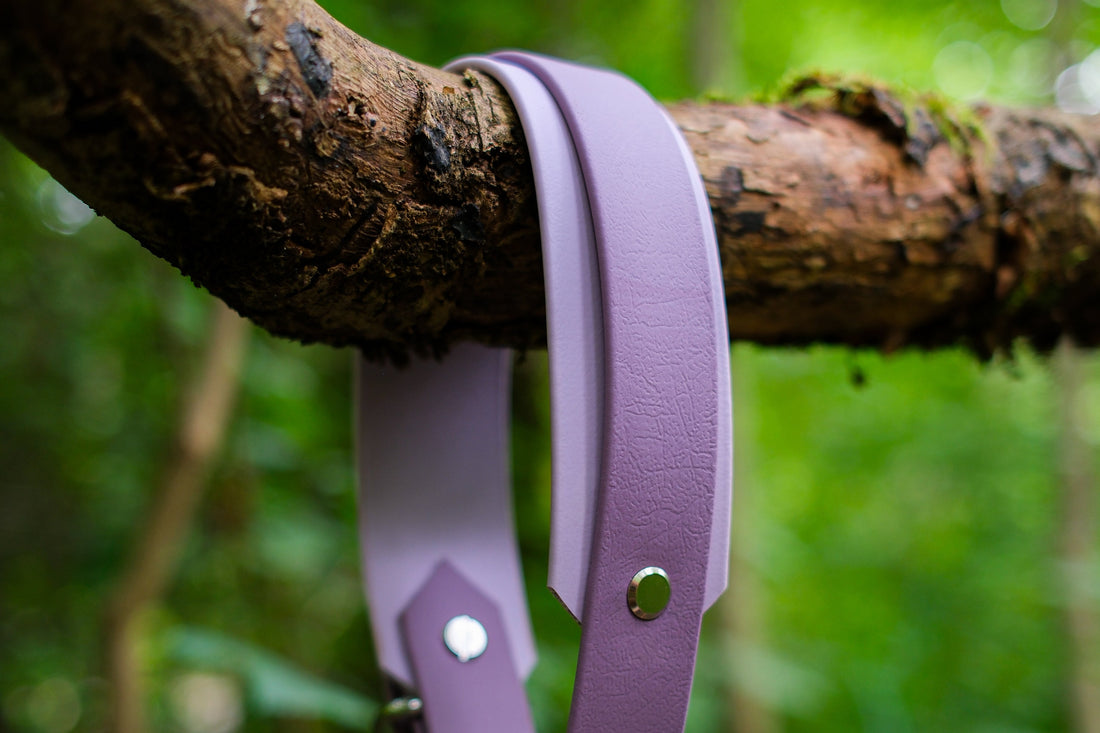 Collier pour chien sur mesure : la mesure exacte plutôt qu'une taille approchée