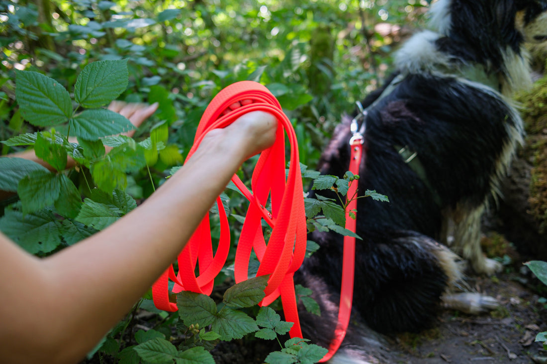 Quelle longueur de longe pour chien : le guide pour choisir