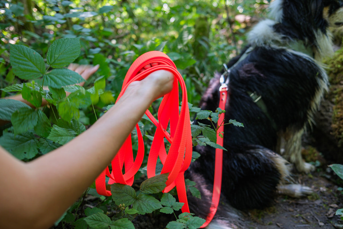 Quelle longueur de longe pour chien : le guide pour choisir