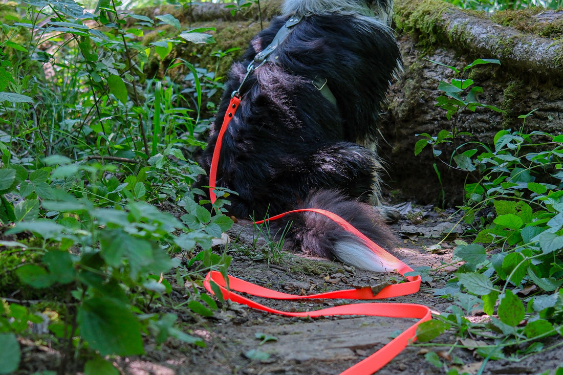 Longe en Biothane pour chien : quelle sangle choisir