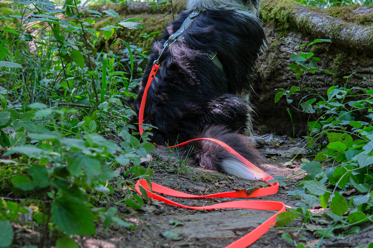 Longe en Biothane pour chien : quelle sangle choisir