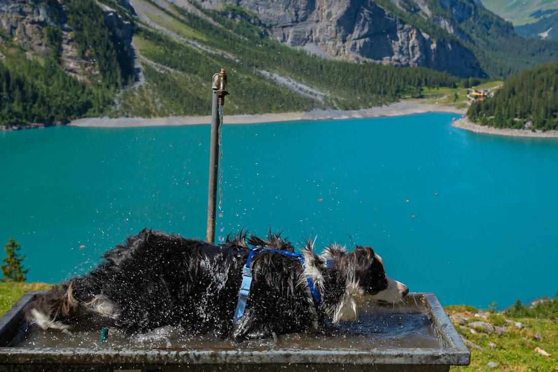 Randonner avec son chien : nos 40 randos testées dans les Alpes, le Jura, la Suisse et l'Italie