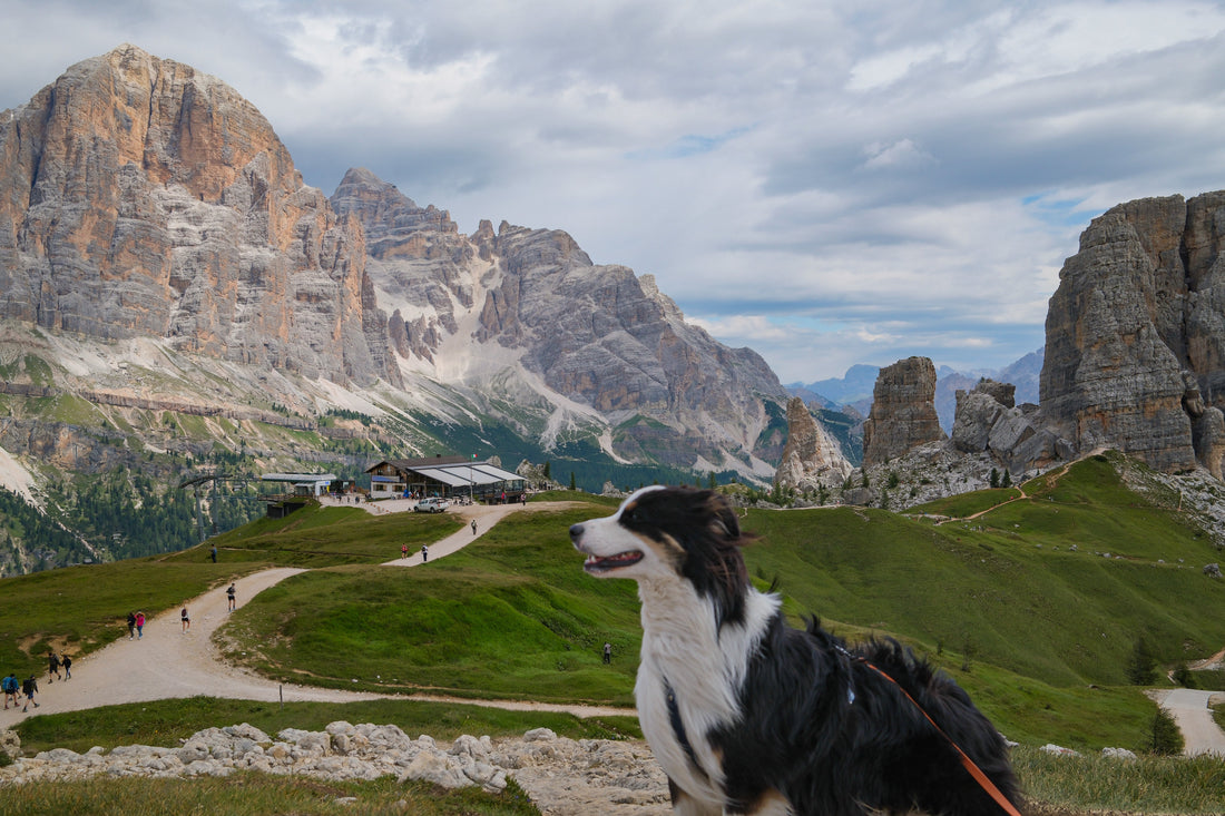 Apprendre le rappel à son chien : la méthode pas à pas