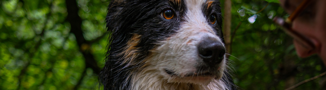 Canicule et chien : comment le protéger sans gâcher l'été