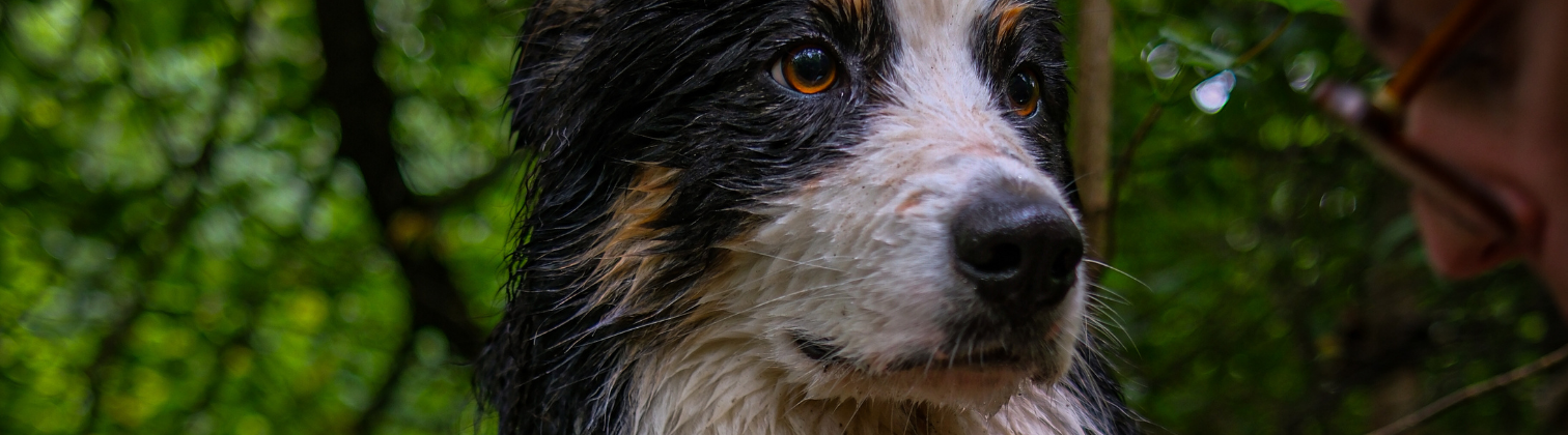 Canicule et chien : comment le protéger sans gâcher l'été