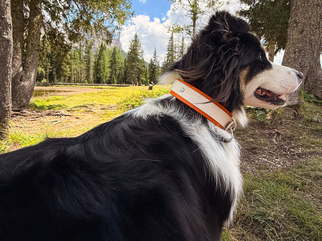 Mon chien tire en laisse : comprendre les causes et le rééduquer avec douceur (méthode positive)