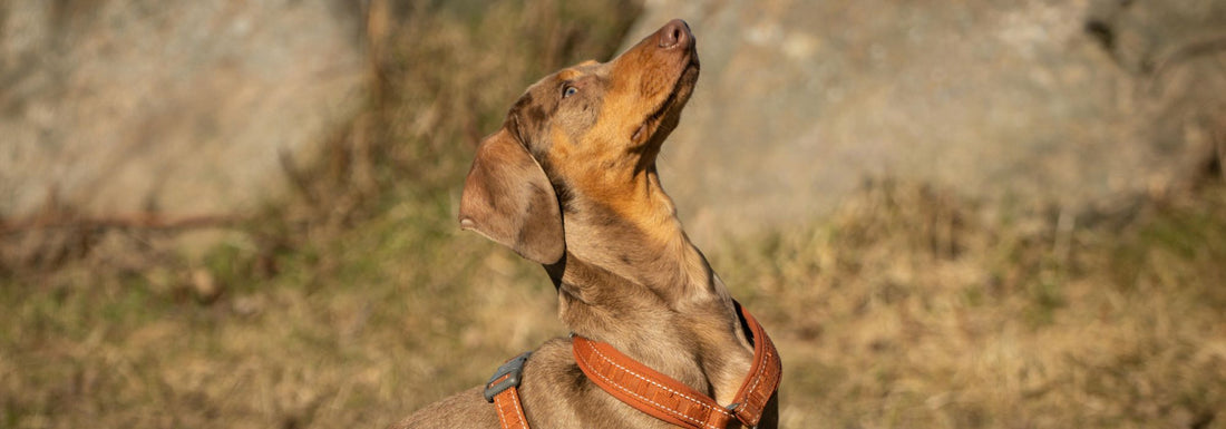 Harnais en Y pour chien : le guide complet pour choisir le meilleur équipement