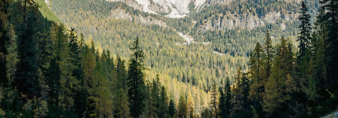 Vacances à la montagne avec son chien : guide complet pour l’été