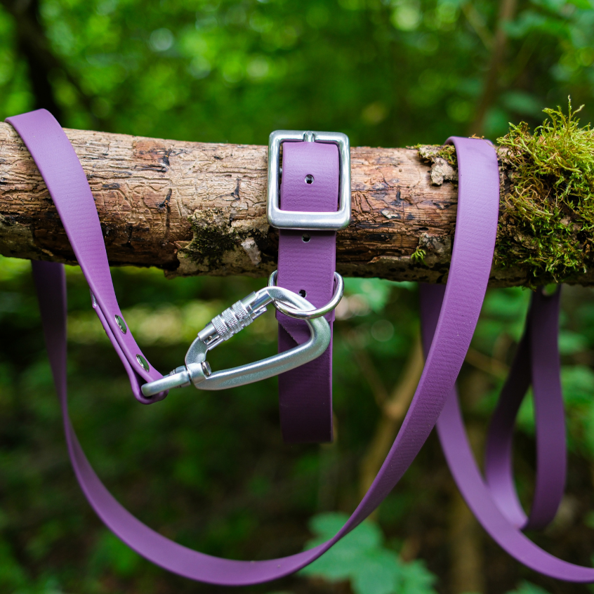 Pack Essentiel - Collier + Laisse