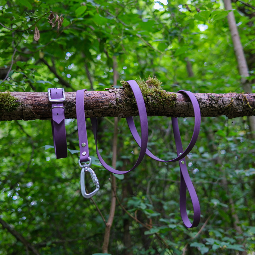 Pack Essentiel - Collier + Laisse