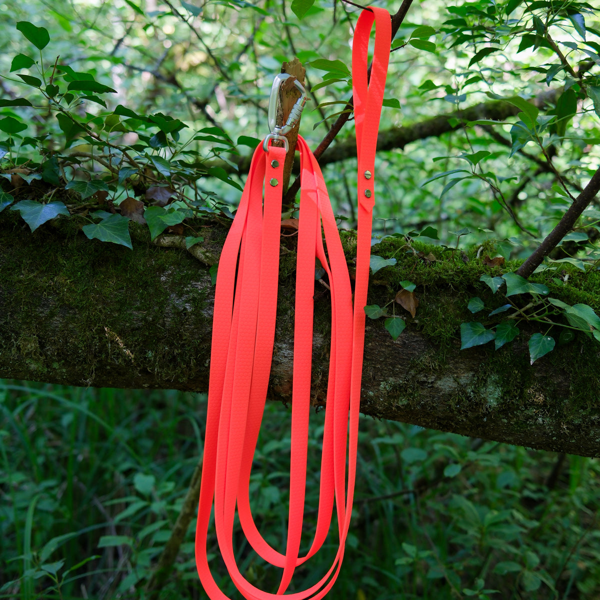 Longe pour chien en Hexa orange enroulée sur une branche, mousqueton à verrouillage aluminium