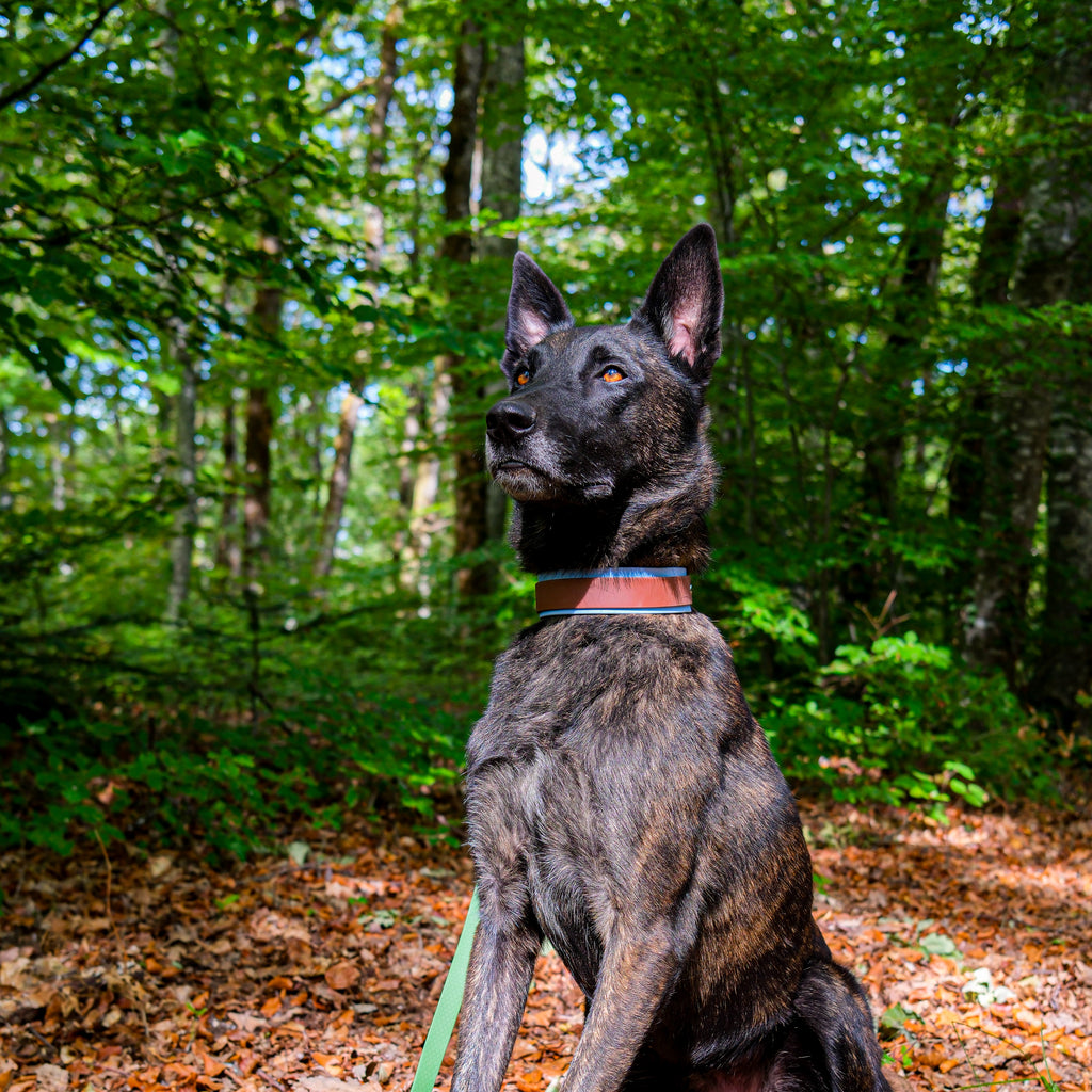 Collier chien bicolore Le Baroudeur 38 mm en Biothane rouge et bleu, porté par un berger hollandais assis en forêt