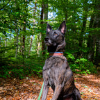 Collier chien bicolore Le Baroudeur 38 mm en Biothane rouge et bleu, porté par un berger hollandais assis en forêt