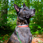 Collier chien bicolore Le Baroudeur 38 mm en Biothane marron et bleu, porté par un berger hollandais