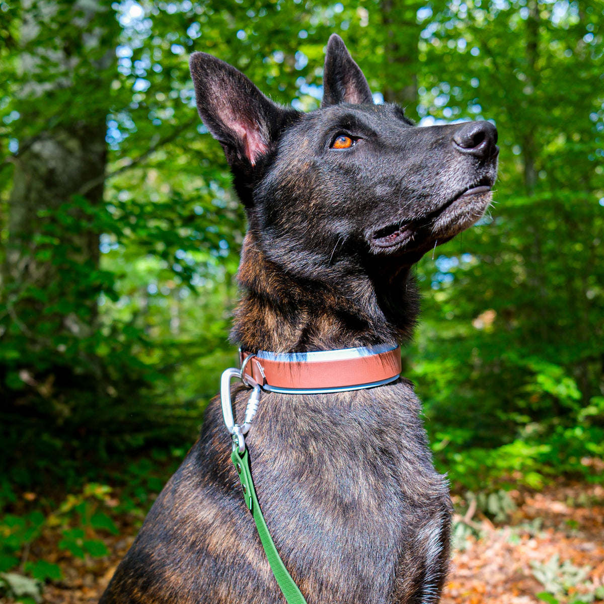 Collier chien bicolore Le Baroudeur 38 mm en Biothane marron et bleu, porté par un berger hollandais