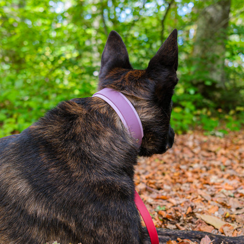 Collier chien bicolore Le Baroudeur 38 mm en Biothane rose, porté par un berger hollandais en forêt
