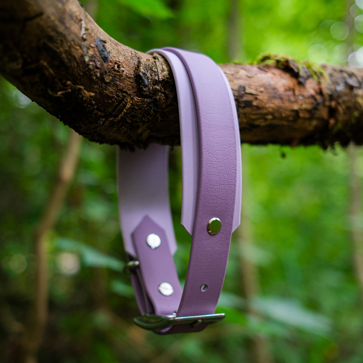 Collier chien bicolore 38 mm en Biothane violet et parme, rivets inox, suspendu à une branche