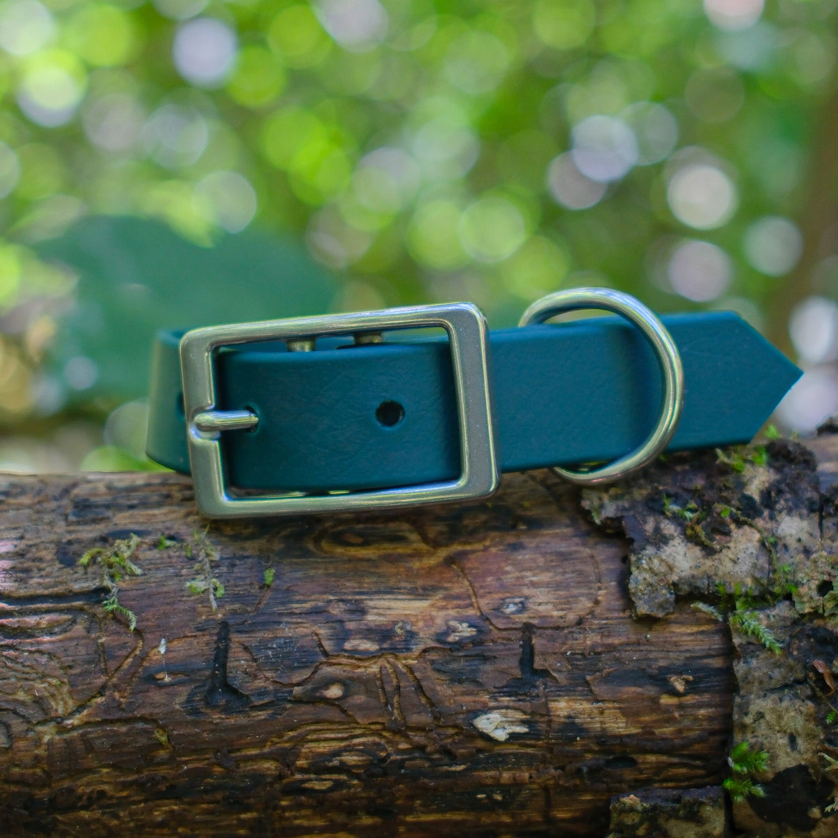 Collier pour chien en Biothane 19 mm bleu suspendu à une branche, sous-bois en arrière-plan