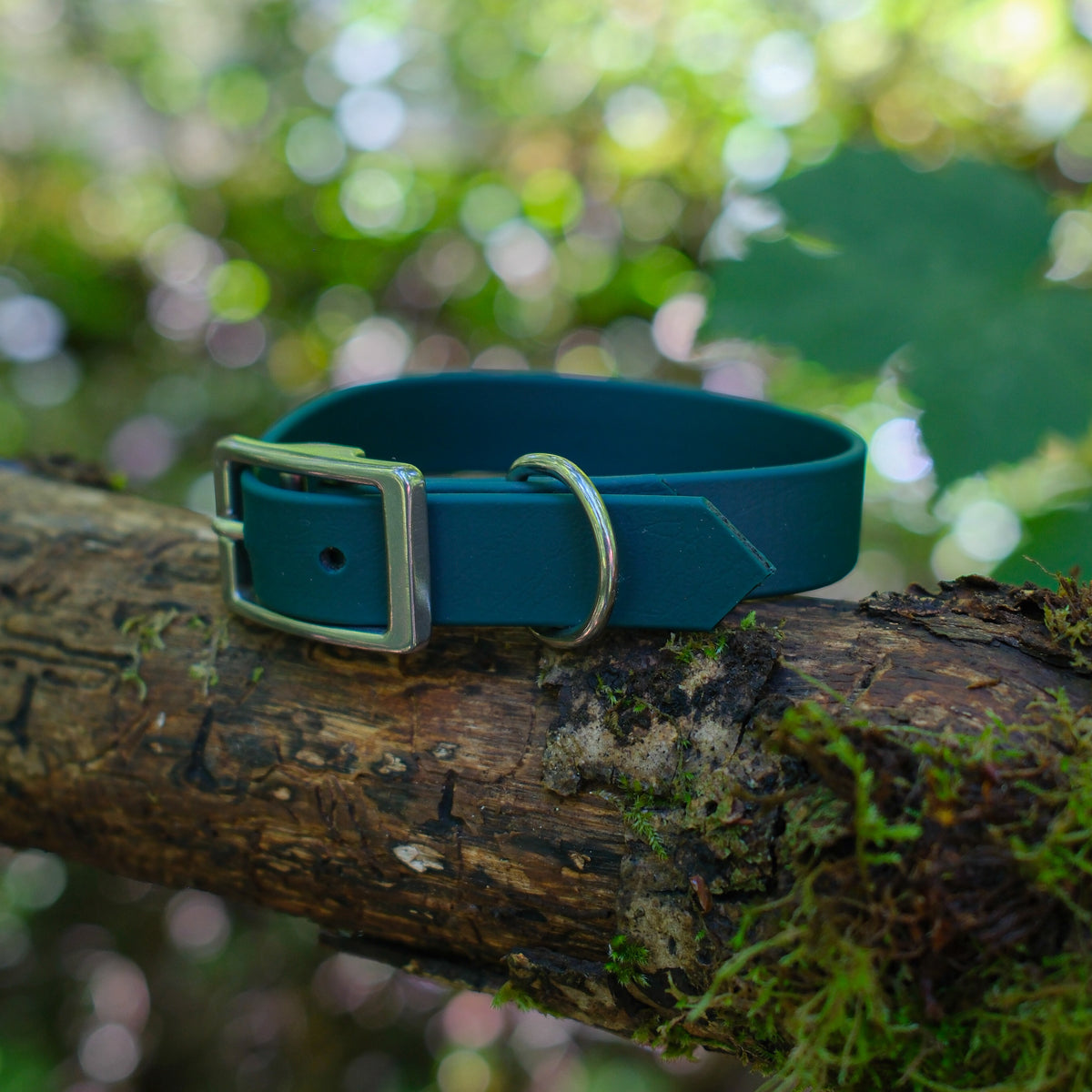 Collier pour chien en Biothane 19 mm vert sapin posé sur une branche moussue en forêt