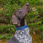 Collier pour chien en Biothane 25 mm bleu porté par un braque allemand en forêt de sapins