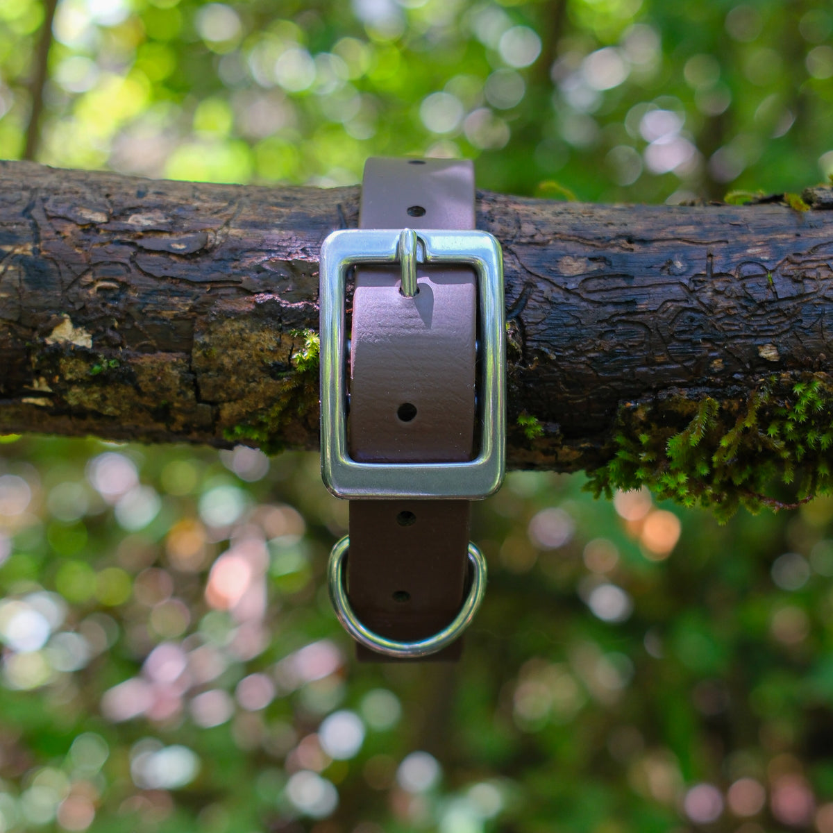 Collier pour chien en Biothane 25 mm marron, boucle et anneau en inox, en forêt