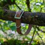 Collier pour chien en Biothane 25 mm marron clair avec boucle inox, posé sur une branche