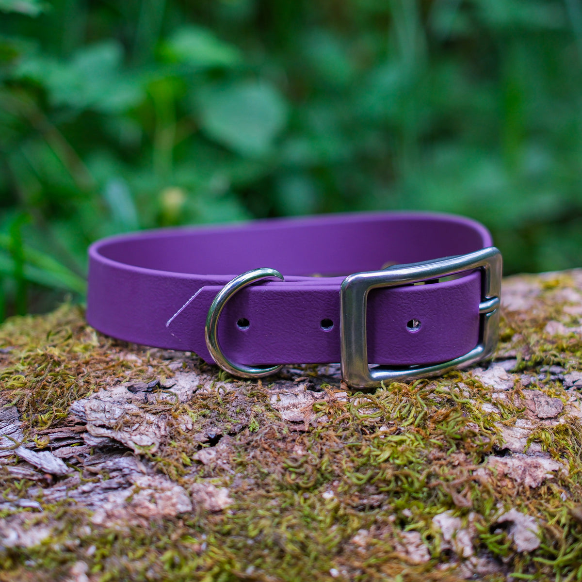 Collier pour chien en Biothane 25 mm violet fermé, boucle et anneau en inox, sur une souche