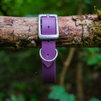Collier pour chien en Biothane 25 mm violet, boucle et anneau en inox, posé sur une branche