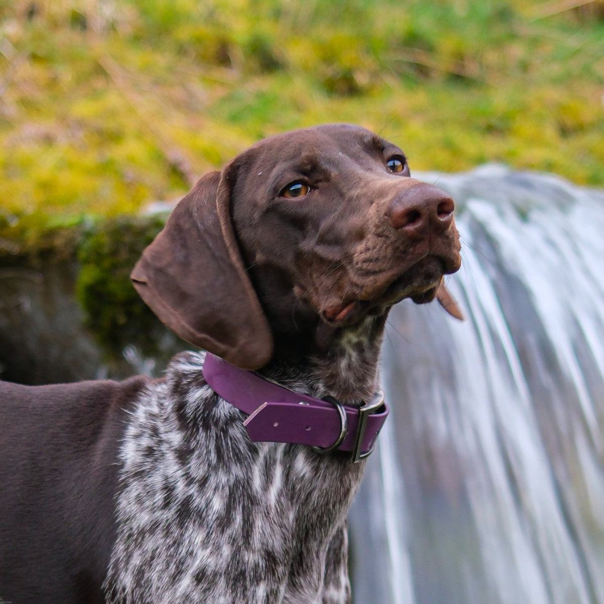 Collier pour chien en Biothane 25 mm violet porté par un braque allemand devant une cascade