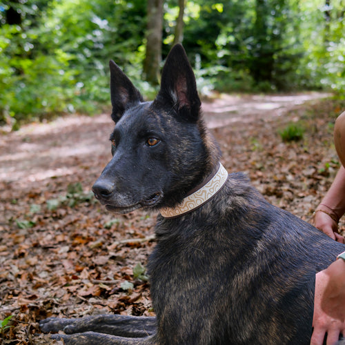 Collier pour chien gravé en Biothane 38 mm blanc, motif DUNE, porté par un berger hollandais couché en forêt