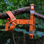 Harnais 38 mm orange en Biothane, boucles inox, suspendu à une branche
