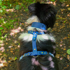 Harnais pour chien Biothane 25 mm sur berger australien assis, pelage mouillé après la baignade