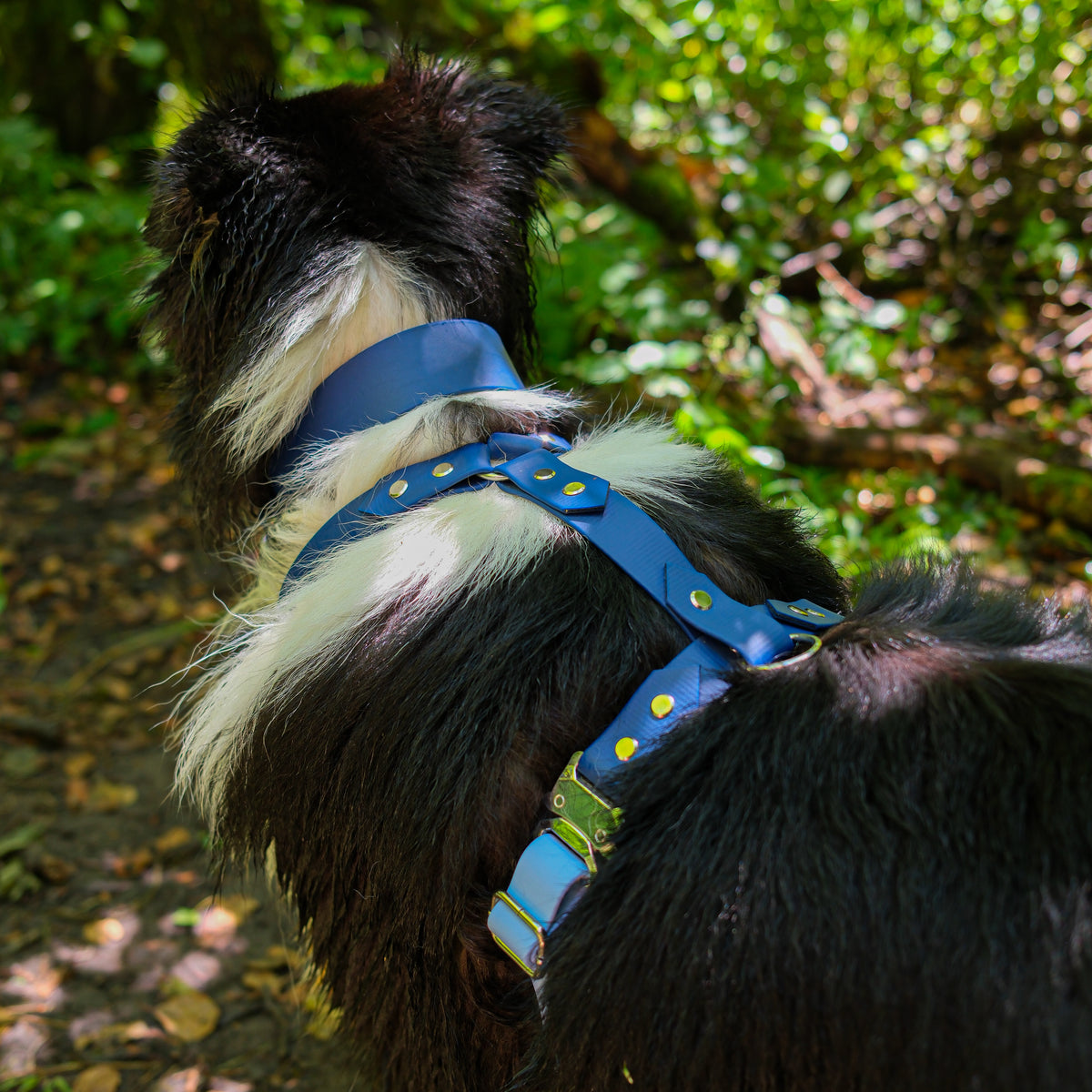 Harnais pour chien en Biothane bleu 25 mm porté par un berger australien en forêt