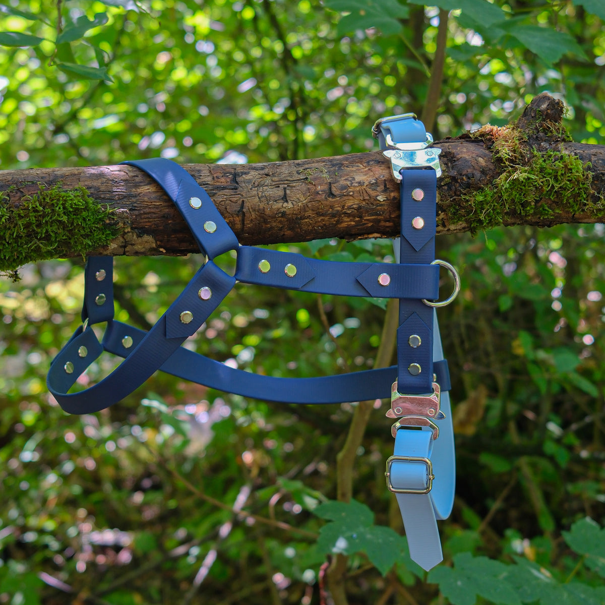 Harnais pour chien Biothane 25 mm bleu marine sur une branche moussue en forêt