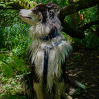 Harnais pour chien Biothane 25 mm avec boucles aluminium et rivets inox, détail en forêt