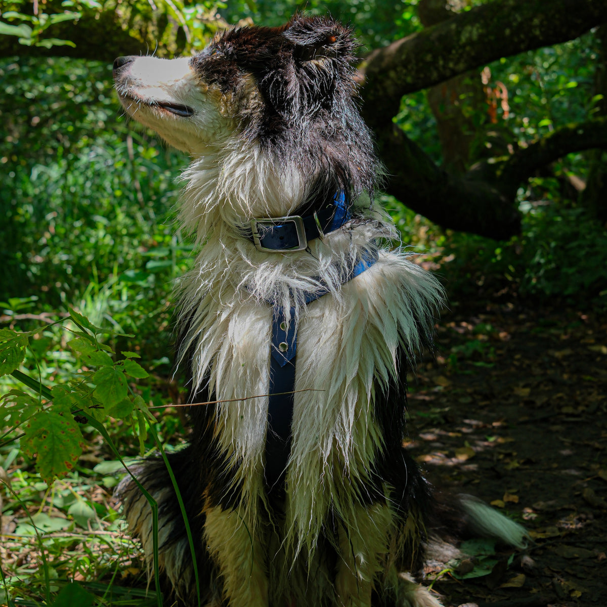 Harnais pour chien Biothane 25 mm avec boucles aluminium et rivets inox, détail en forêt