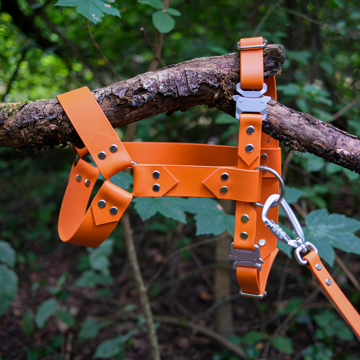 Harnais pour chien en Biothane orange avec mousqueton aluminium et laisse attachée