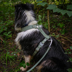 Harnais pour chien 38 mm en Biothane sauge porté par un berger australien en forêt