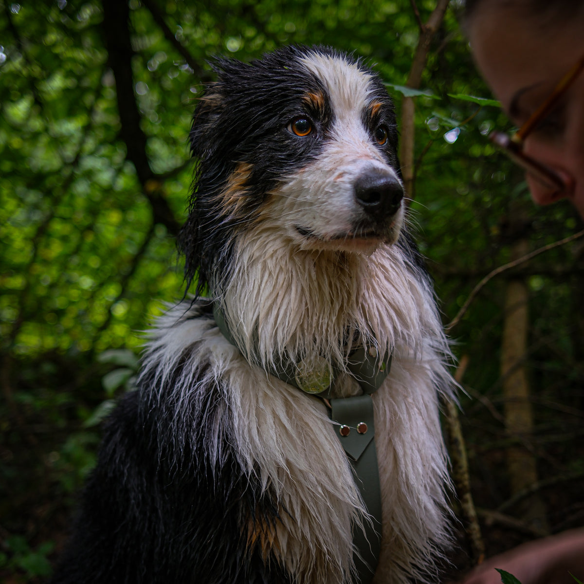 Harnais pour chien en Biothane vert sauge porté par un berger australien en forêt