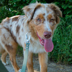 Laisse pour chien en Biothane vert sauge 1m80 portée par un berger australien roux merle