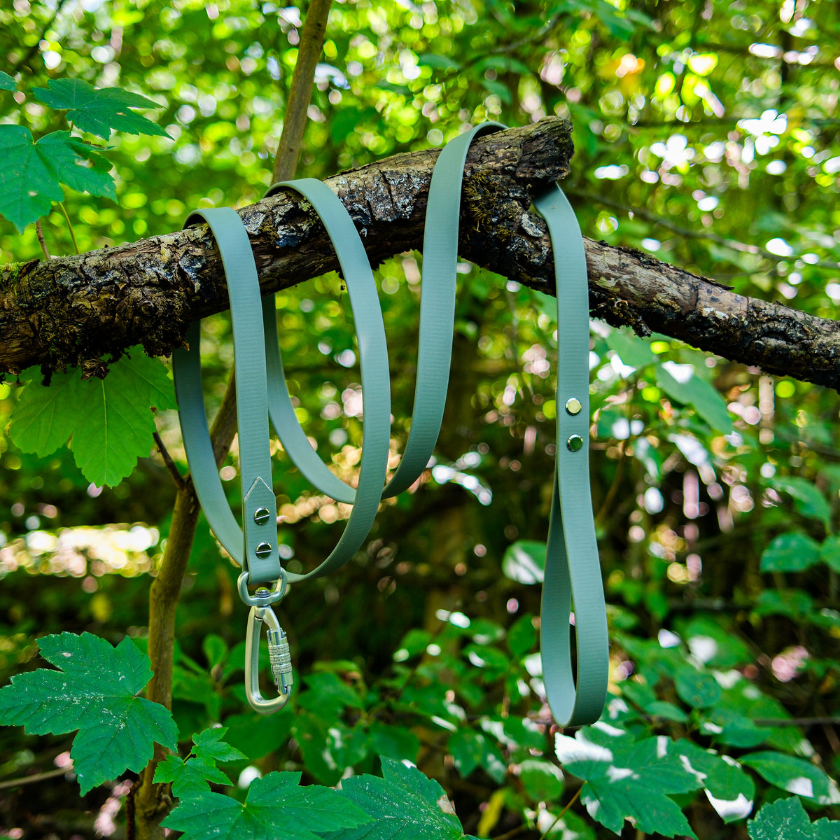 Laisse pour chien en Biothane vert sauge 1m80 avec mousqueton à verrouillage, en forêt