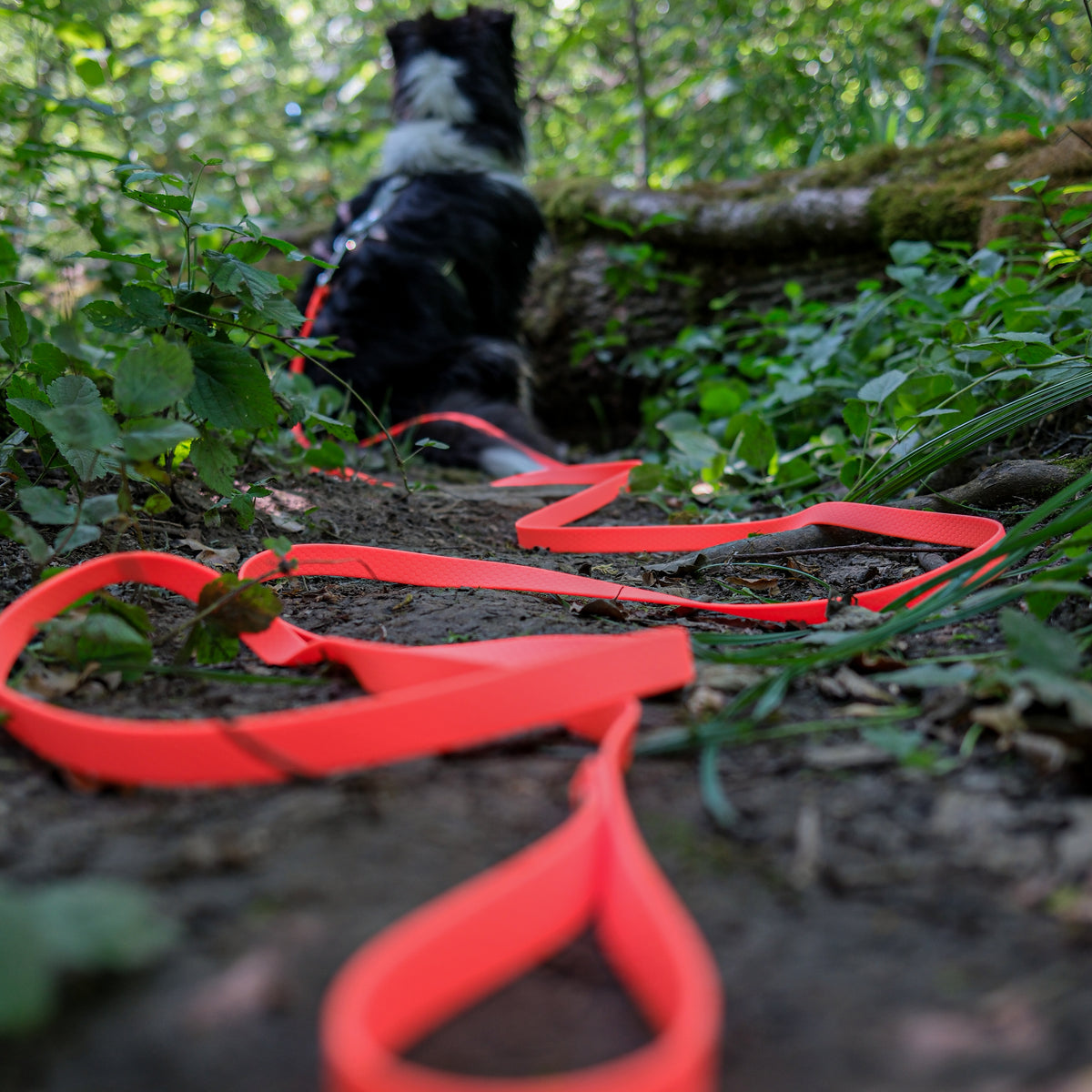 Longe pour chien en Hexa orange néon déroulée sur un sentier, berger australien attaché au harnais